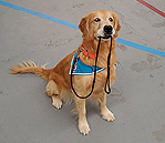 Acoma dog training